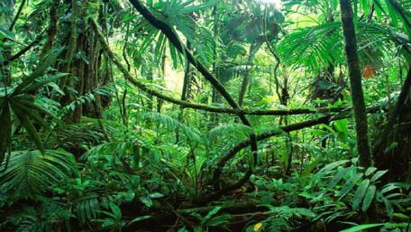 Vibrant Tropical Jungle Bliss wallpaper