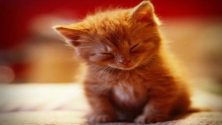 Adorable Ginger Kitten in Peaceful Slumber wallpaper