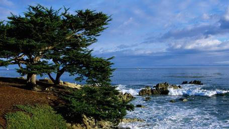 Serene Coastal Landscape with Trees and Waves wallpaper