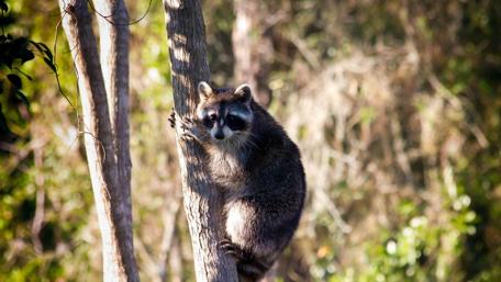 Curious Raccoon in a Tree wallpaper