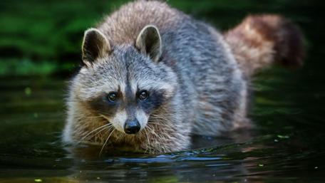 Adorable Raccoon Wading Through Water wallpaper
