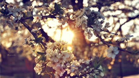 Blossoming Branches in Spring Light wallpaper