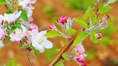 Blooming Apple Blossoms in Springtime Beauty wallpaper