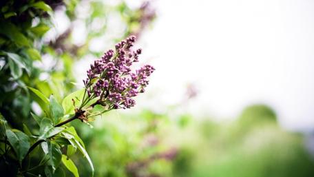 Lilac Blooms in Springtime Beauty wallpaper