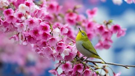 Cherry Blossoms and White-Eyes in Spring wallpaper