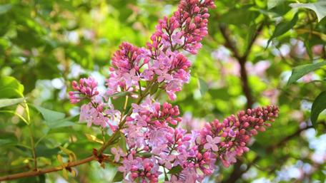 Vibrant Lilac Blooms in Springtime Splendor wallpaper