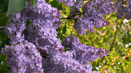 Springtime Lilac Blossoms for a Cheerful Mood wallpaper
