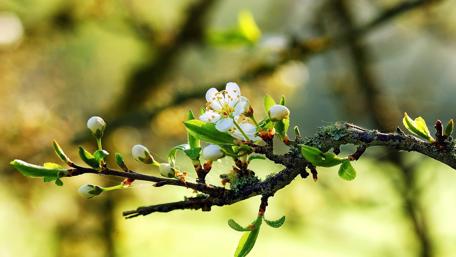 Spring Blossom on a Bright Day wallpaper
