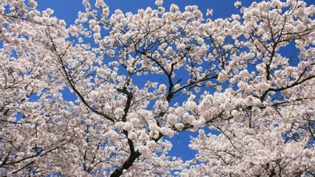 Blossoming Cherry Trees Under Clear Sky wallpaper
