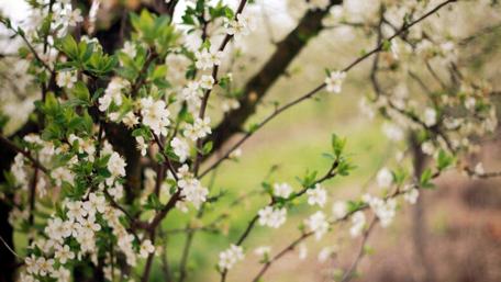 Blossoming Cherry Trees in Springtime Beauty wallpaper