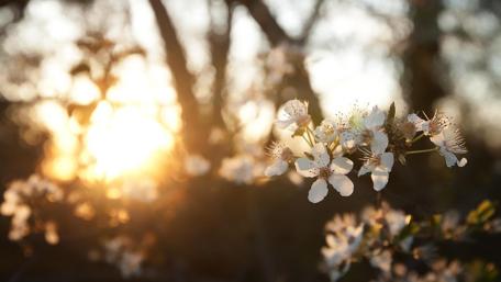 Blossoming Cherry Branches at Sunrise wallpaper