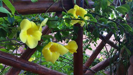 Bright Yellow Blooms on a Wooden Trellis wallpaper