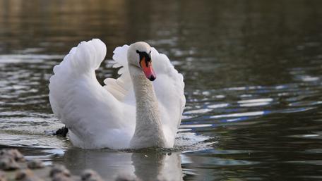 Elegant Swan Gliding on Tranquil Waters wallpaper
