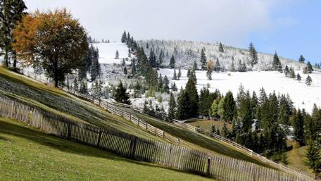 Serene Hills Amidst Snowy Pines wallpaper
