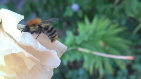 Elegant Bumblebee on Flower Petal wallpaper