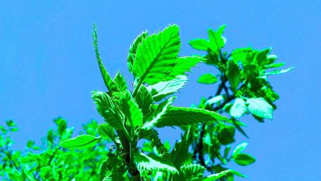 Lush Green Leaves Against a Clear Sky wallpaper