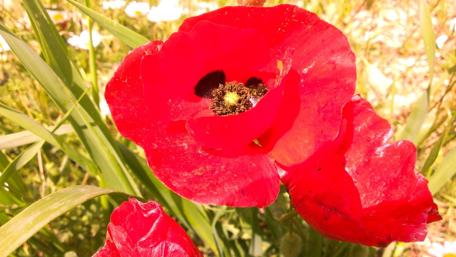 Vibrant Red Poppy in Bloom wallpaper