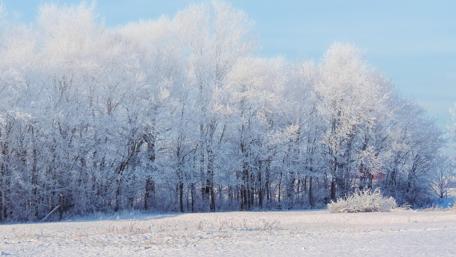 Serene Winter Wonderland of Snowy Forest wallpaper