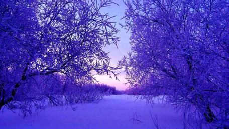 Winter's Evening Serenity in Snowy Woods wallpaper