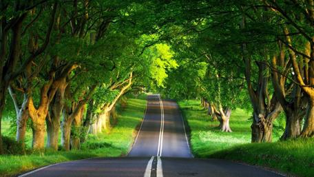 Endless Journey Through a Forested Pathway wallpaper