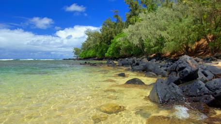 Serene Coastal Escape with Clear Waters and Lush Trees wallpaper