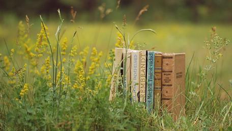 Stack of Wisdom Amidst Nature's Embrace wallpaper