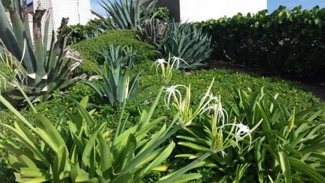Lush Punta Sur Spider Lily Garden in 4K Beauty wallpaper