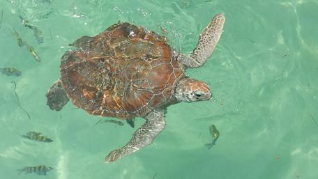 Graceful Sea Turtle Swimming in Crystal Clear Waters wallpaper