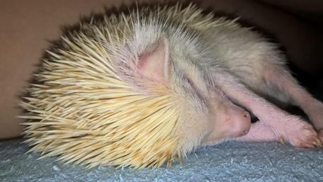 Cute Sleeping Hedgehog on a Cozy Surface wallpaper