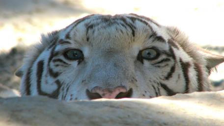 Tiger Gaze Beyond the Rock wallpaper