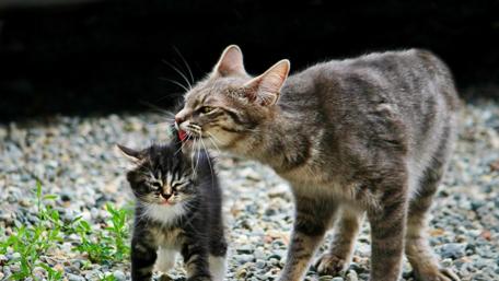 Playful Cats Exploring Nature's Wonders wallpaper