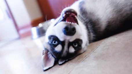 Playful Husky Puppy in a Charming Pose wallpaper