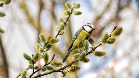 Tit on a Branch in Springtime Beauty wallpaper