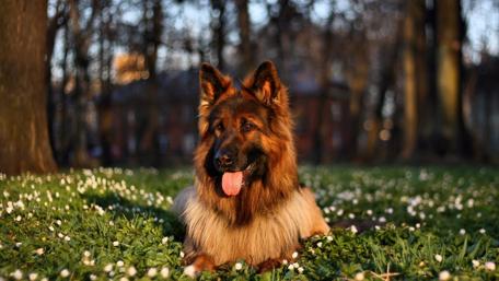 Majestic Dog Relaxing in Nature wallpaper