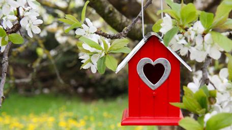 Charming Birdhouse Amidst Spring Blossoms wallpaper