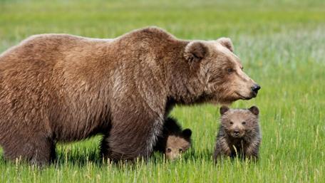 Adorable Bear Family in Nature Scene wallpaper