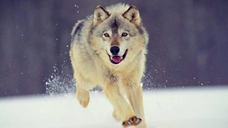 Majestic Wolf Sprinting Through Snowy Landscape wallpaper