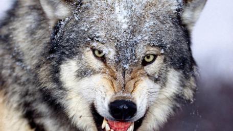 Majestic Wolf in Winter Landscape wallpaper