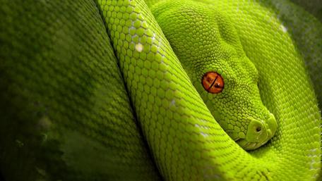 Enigmatic Green Mamba Coiled Elegance wallpaper