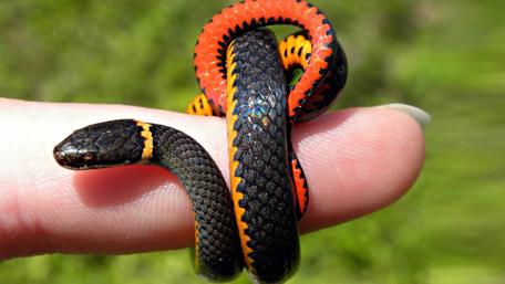 Vibrant Snake on a Finger Displaying Nature's Beauty wallpaper