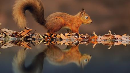 Charming Squirrel Amid Autumn Leaves wallpaper