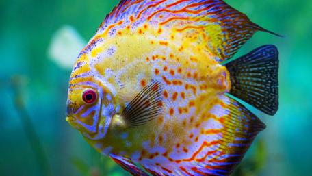 Vibrant Discus Fish Underwater wallpaper