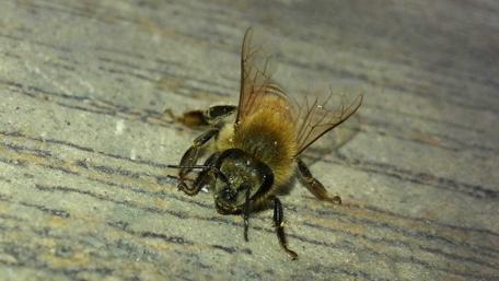 Intricate Close-Up of a Bee Flickering Wings wallpaper
