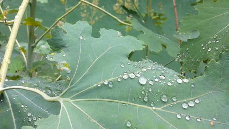 Vibrant Green Leaves with Raindrops Shining Brightly wallpaper