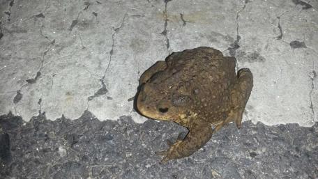 Toad on the Roadway at Night wallpaper