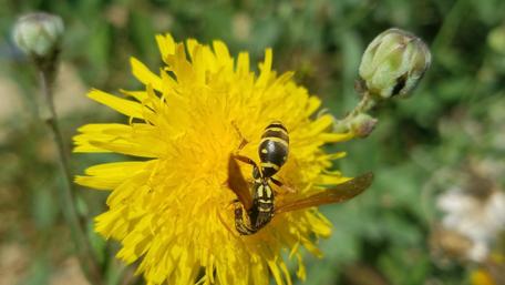 Vibrant Yellow Flower with Busy Insect Interaction wallpaper