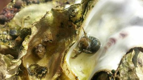 Ocean Life in Shells Revealed Through Nature's Lens wallpaper