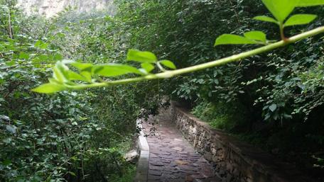 Serene Pathway Through Lush Greenery wallpaper
