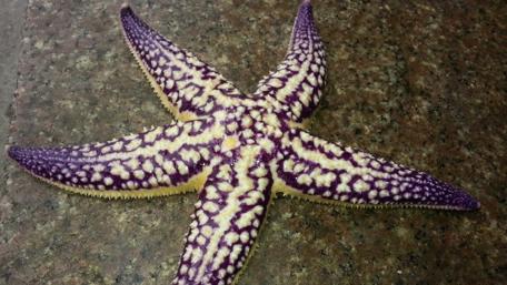 Vibrant Purple Starfish on a Textured Surface wallpaper