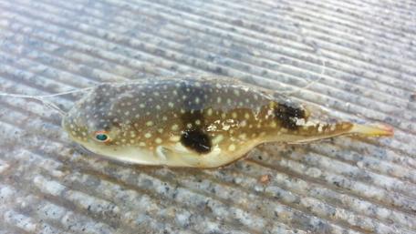 Unique Spotted Fish on Textured Surface wallpaper